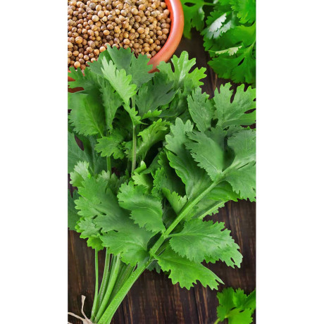 Кориандр Алексеевский-190 2гр Садовита Ц