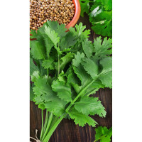 Кориандр Алексеевский-190 2гр Садовита Ц