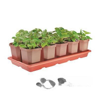 Набор для рассады 10 стак (0,3л)+поддонБШ1010 (11)