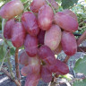 Виноград Симпатия среднеранний Садовита
