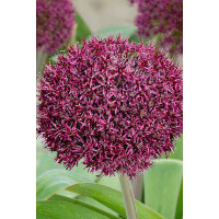 Лук Декор. Остара 12/14 5 шт Садовита