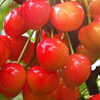 Черешня Заря Жукова Садовита