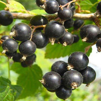 Смородина черная Журавушка Садовита