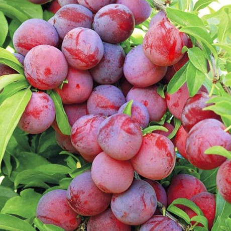 Слива Красный шар Садовита