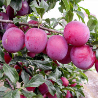 Алыча Кубанская комета Садовита