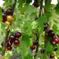 Смородина золотистая Мичуринская Садовита