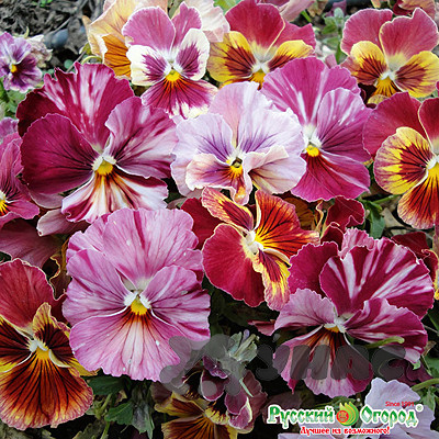 Виола Кьянти шейдс НК Ц