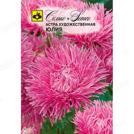 Астра Юлия игольчатая Семко Ц