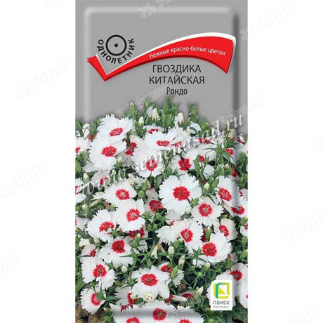 Гвоздика Китайская Рондо Поиск Ц