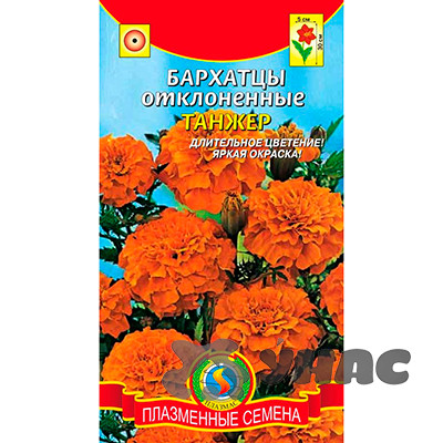 Бархатцы Танжер Плазма Ц