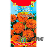 Бархатцы Танжер Плазма Ц