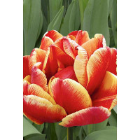 Тюльпан Аллегретто 11/12 3 шт Садовита