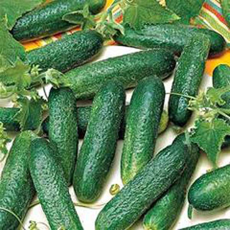 Огурец Алекс F1 250шт Бейо