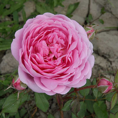 Роза шраб Алан Титчмарш Садовита