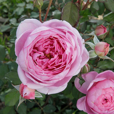 Роза шраб Алан Титчмарш Садовита