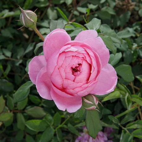 Роза шраб Алан Титчмарш Садовита