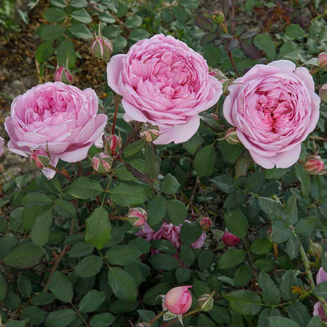 Роза шраб Алан Титчмарш Садовита