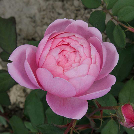 Роза шраб Алан Титчмарш Садовита