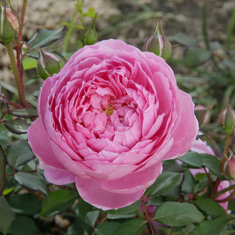 Роза шраб Алан Титчмарш Садовита