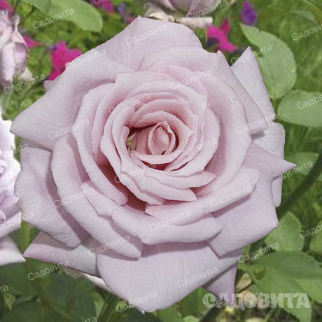 Роза чайно-гибридная Голубой Нил Садовита