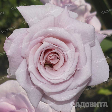 Роза чайно-гибридная Голубой Нил Садовита