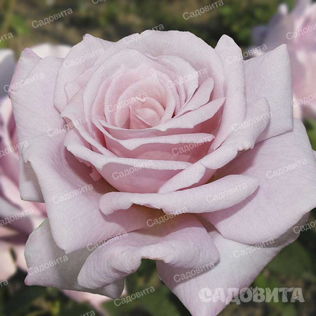 Роза чайно-гибридная Голубой Нил Садовита