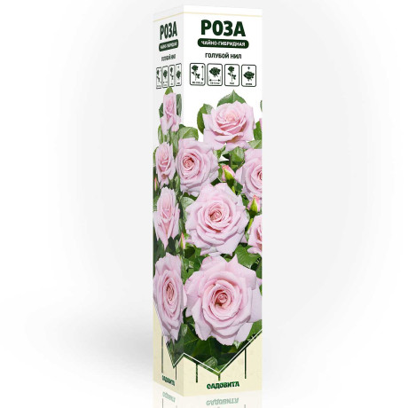 Роза чайно-гибридная Голубой Нил Садовита