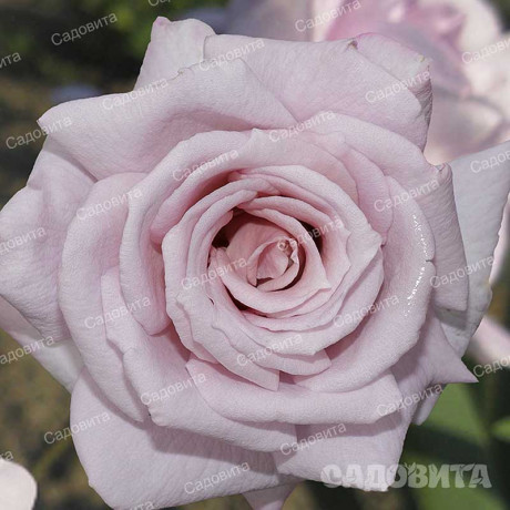 Роза чайно-гибридная Голубой Нил Садовита