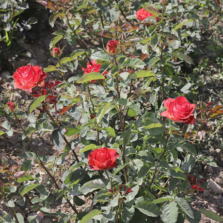 Роза чайно-гибридная Гиннесс Садовита