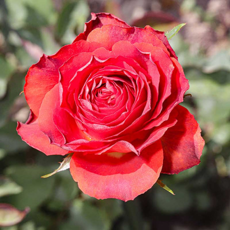 Роза чайно-гибридная Гиннесс Садовита