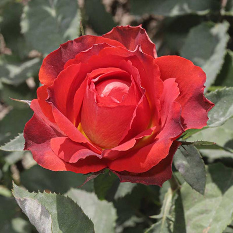 Роза чайно-гибридная Гиннесс Садовита