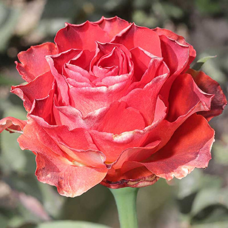 Роза чайно-гибридная Гиннесс Садовита