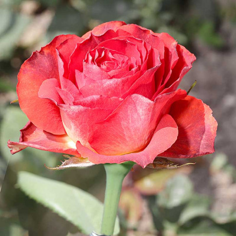 Роза чайно-гибридная Гиннесс Садовита