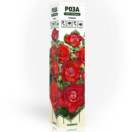 Роза чайно-гибридная Гиннесс Садовита