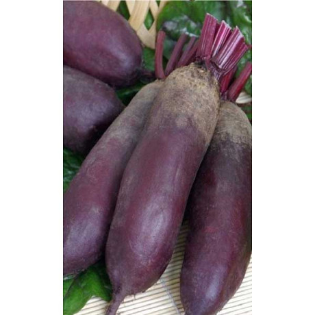 Семена Свекла Санькина любовь Марс Ц