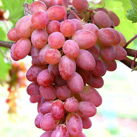 Виноград Лучистый кишмиш среднеранний Садовита