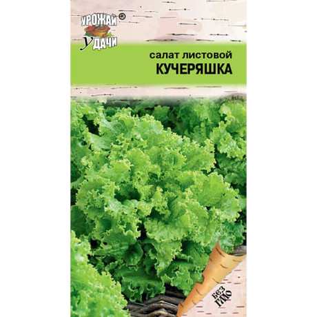 Салат Кучеряшка Урожай у дачи Ц