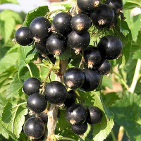 Смородина черная Лама Садовита