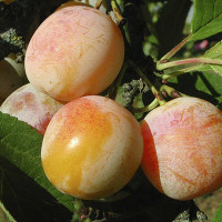 Слива Медовая Садовита