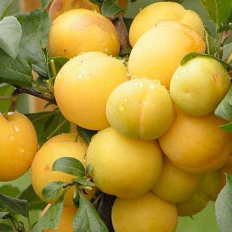 Алыча Мара Садовита