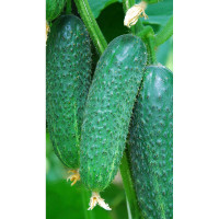 Огурец Платон F1 5шт Greenomica/Садовита Ц