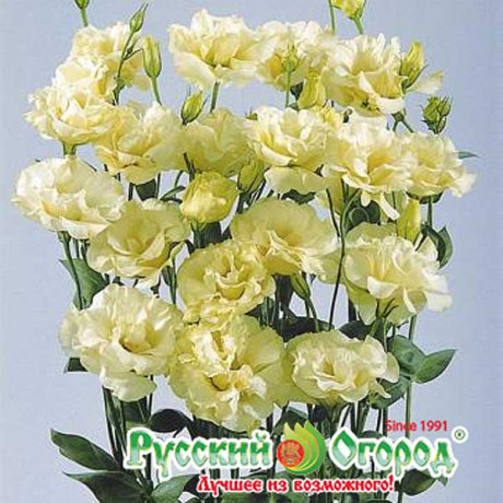 Эустома Мэйдж йеллоу НК Ц