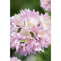 Лук Декор. Розеум 5/+ 10 шт Садовита