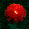 INBLOOM Фонарь на солн.батарее Гортензия 75 см 1LED Ni - Mh 1.2 В/600 мАч, ткань, нерж.сталь
