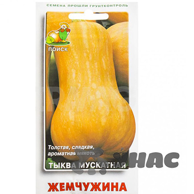Тыква Жемчужина мускатная Поиск Ц