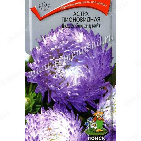 Астра Дюшес блю энд вайт Поиск Ц