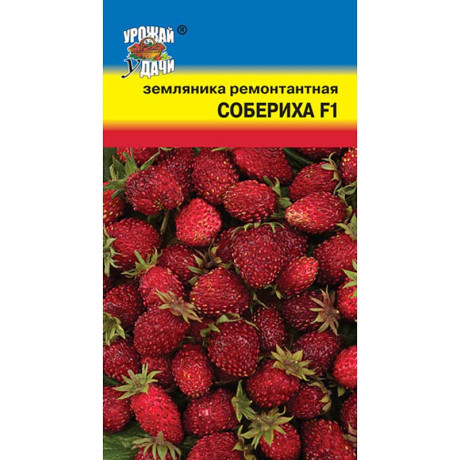 Земляника Собериха ремонтантная Урожай у дачи Ц
