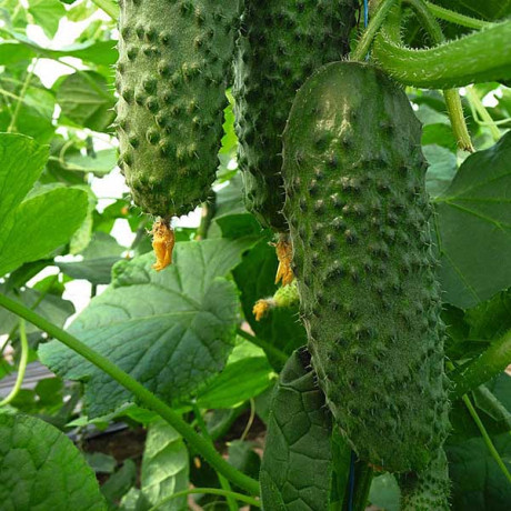 Огурец Артист F1 1000шт Бейо(СК)