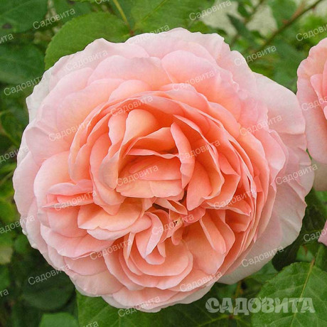 Роза шраб (английская) Абрахам Дерби Садовита