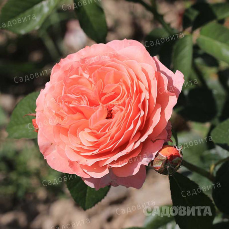 Роза шраб (английская) Абрахам Дерби Садовита